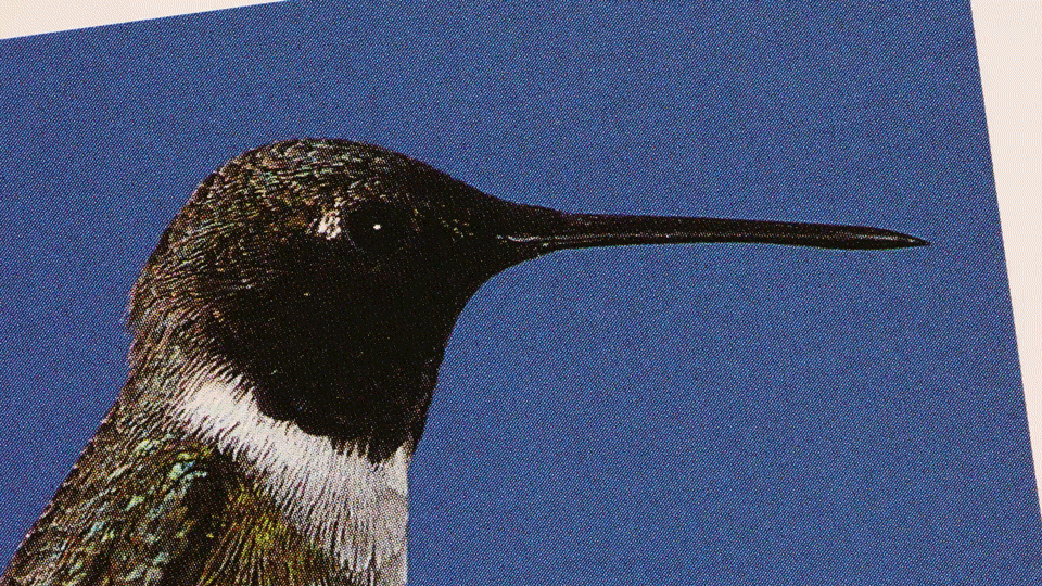 Hummingbird